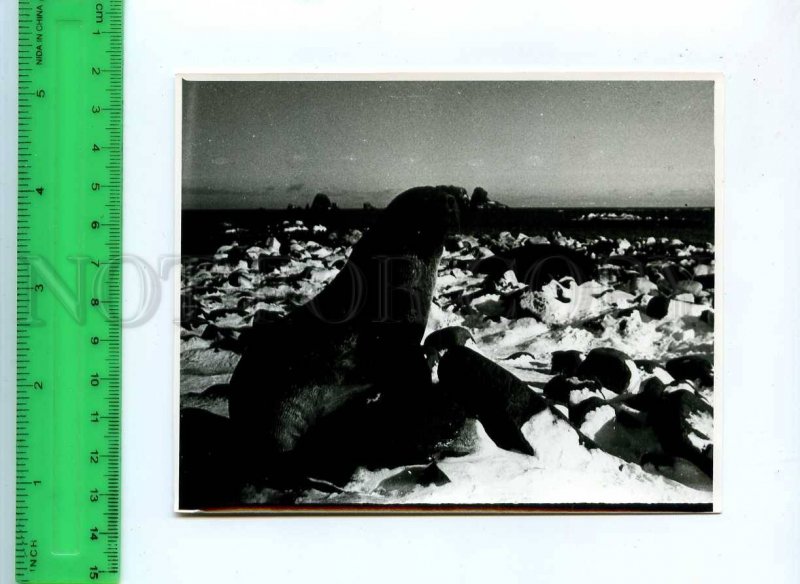 220974 Soviet Antarctic station Bellingshausen Sea lion photo