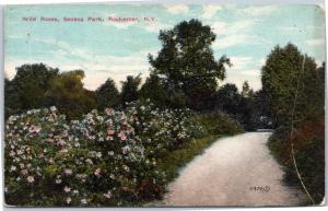 Wild Roses, Seneca Park, Rochester, New York