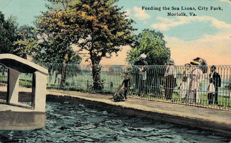 USA Feeding The Sea Lions City Park Norfolk Virginia 06.43