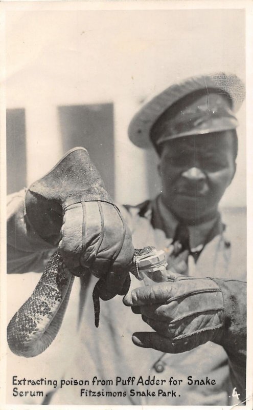 H93/ Interesting RPPC Postcard c1910 Fitzsimons Snake Park Puff Adder 107