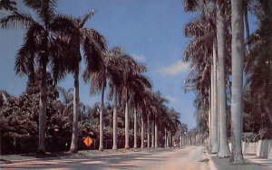 The Avenue of Palms Fort Myers, Florida