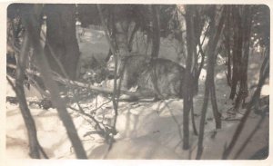 RPPC CANADA LYNX TISLIN LAKE YUKON ALASKA HUNTING REAL PHOTO POSTCARD (c. 1910)