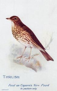 Thrush Caperns Bird Seed Food Advertising Postcard