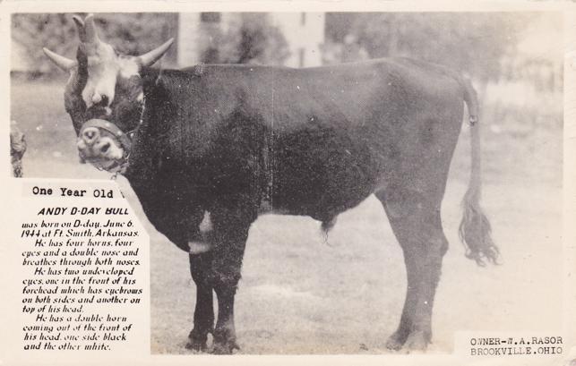 Freak Bull born in Fort Smith AR Arkansas 1944 4 horns 4 eyes 2 noses - pm 1952