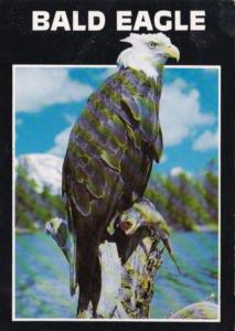 Birds The American Bald Eagle