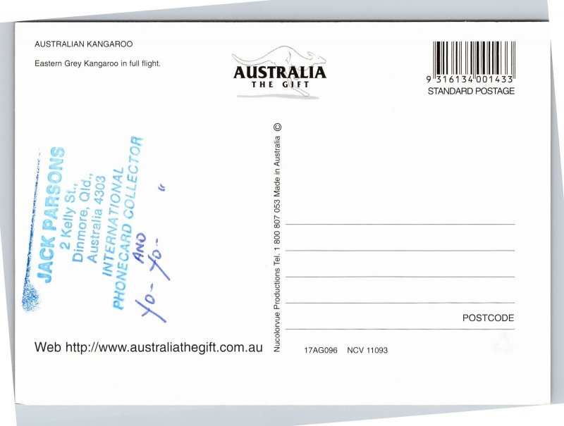Postcard Australian Kangaroo - Easter Grey in full light