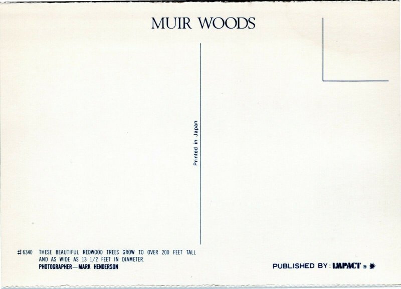 Muir Woods National Monument - Redwood trees - California postcard