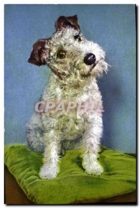 Old Postcard Dogs Terrier Dog