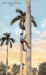 Havana Cuba Climbing the Palm Postcard J47244