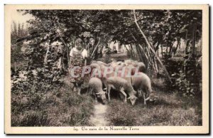 Old Postcard A corner of the New Earth Sheep