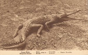 Africa Congo Crocodile 06.32