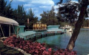 Spring of Live Mermaids - Weeki Wachee, Florida FL  