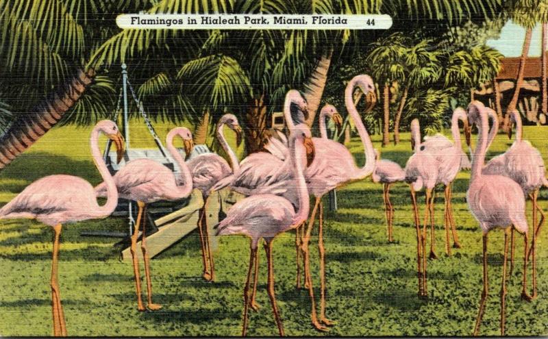 Birds Flamingo At Hialeah Park Miami Florida 1942