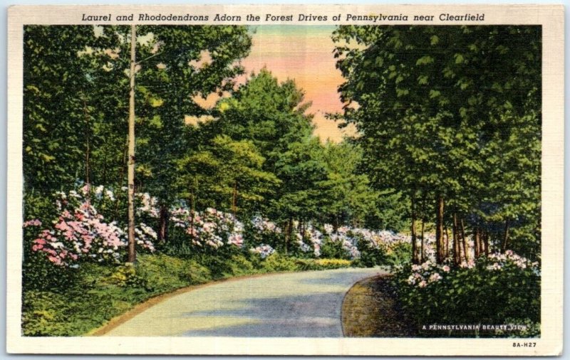 Postcard - Laurel and Rhododendrons Adorn the Forest Drives of Pennsylvania