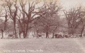 Deer in Windsor Park Berkshire Antique Real Photo Postcard