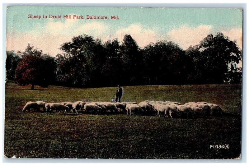 1914 View Of Sheep In Druid Hill Park Baltimore Maryland MD Vintage Postcard 