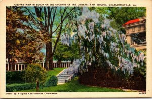 Vtg 1930s University of Virginia Wistaria In Bloom Charlottesville VA Postcard