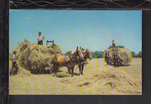 Haying,Hay Wagon,Horses Postcard BIN 