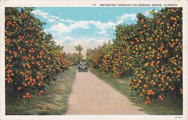 Motoring Through An Orange Grove 1931 Curteich