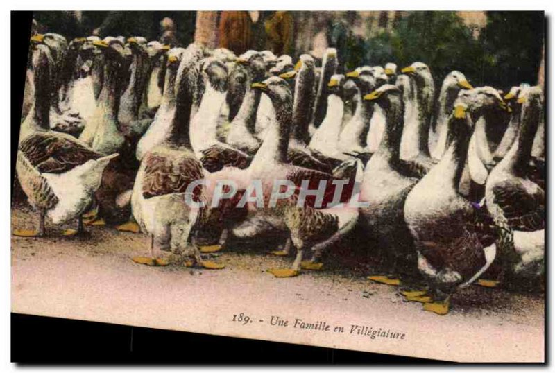 Old Postcard Geese A Family villegiature