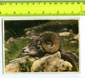 420819 GERMANY humans animals Canada mouflon hunt Tobacco Card w/ ADVERTISING