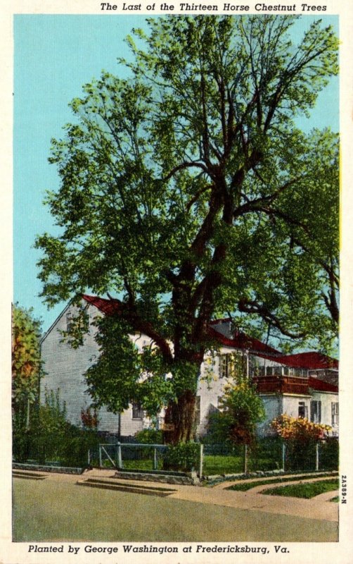 Virginia Fredericksburg Last Of The Thirteen Horse Chestnut Trees Planted By ...