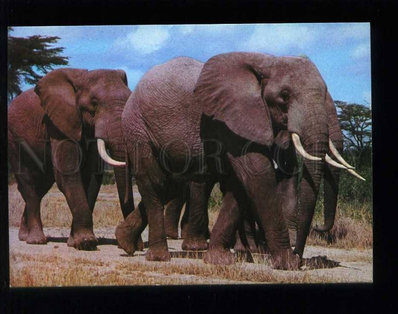 210032 KENYA East African Game Elephants old postcard