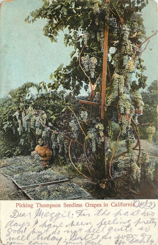 M. Rieder Postcard 3419. Picking Thompson Seedless Grapes in California, c1907