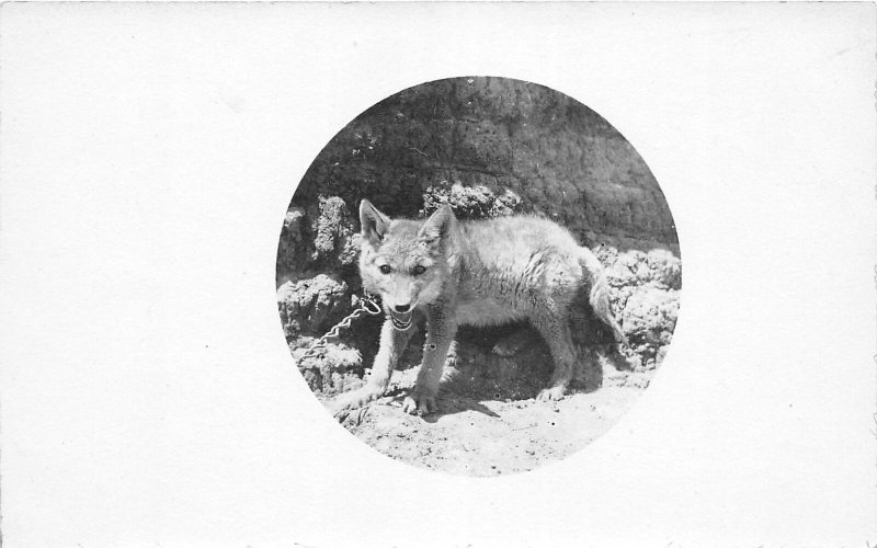 F53/ Alliance Nebraska RPPC Postcard 1911 Coyote Pet Animal