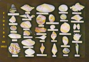 Flroida Collection Of Sea Shells