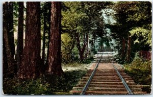 Postcard - Entering The Redwoods, Mt. Tamalpais Railway - California