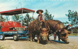 Postcard Canada Ontario World Famous Trained logs 1960s Dexter 23-5729