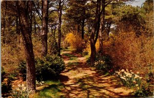 Chatham Cape Cod Massachusetts MA Pathway Daffodil Gardens Postard PM Cancel WOB 