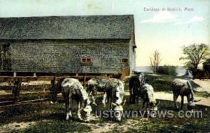 Donkeys - Ipswich, Massachusetts MA  