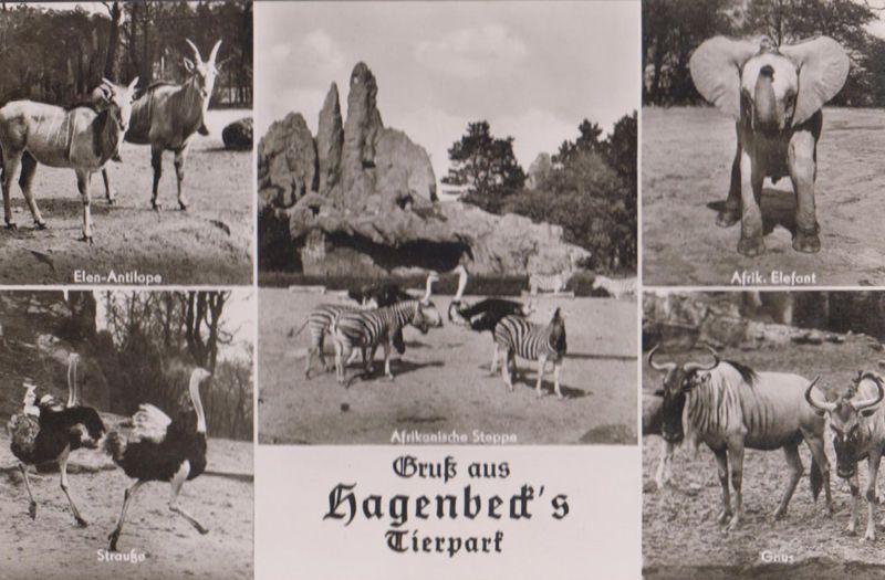 Tierpark Hagenbeck German Zoo Antilope Elefant Gnus Straube Real Photo Postcard