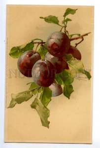 497556 Catherine KLEIN Sweet PLUMS on Tree Vintage postcard Meissner #1271