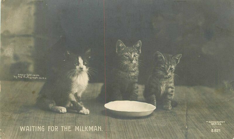 C-1905 Dog Cat waiting for Milkman Rotograph B821 Postcard undivided 21-12211