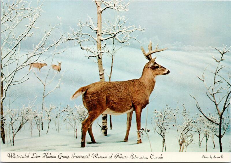 White-Tailed Deer Habitat Group Provincial Alberta Museum Edmonton Postcard F6