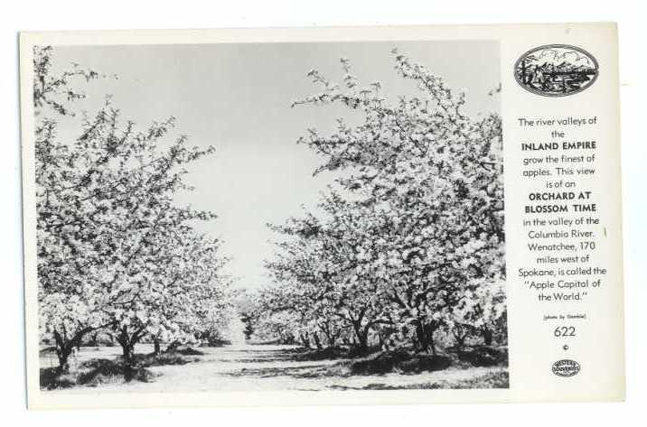 RP of Apple Orchards at Blossom Time near Wenatchee WA