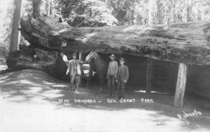 RPPC General Grant National Park, CA Dead Monarch Tree c1910s Vintage Postcard