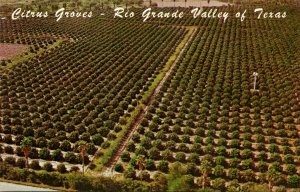 Texas Rio Grande Valley Aerial View Of Citrus Groves