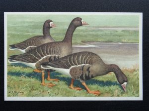 Bird Theme WHITE FRONTED GEESE Artist H.J. Slijper c1950s Postcard by R.S.P.B.