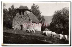 Postcard Modern Arceles Notre Dame Castere Sheep