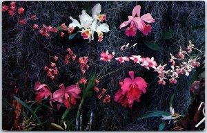 VINTAGE POSTCARD ORCHID TABLEAU AS SEEN AT WEEKI WACHEE ORCHID GARDENS FLORIDA 1