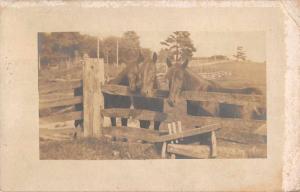 Avondale Arizona? postmark three horses at fence real photo pc Z42668