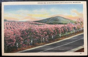 Vintage Postcard 1939 Springtime in Western Maryland Mountains, Cumberland, MD