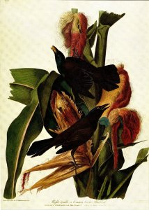 John James Audubon Birds Print Common Grackle Book Plate 7