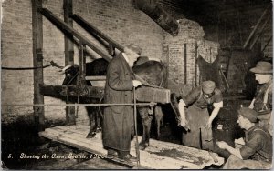 Shoeing Oxen Seattle WA 1906 Oregon Trail Monument Expedition Postcard F21 