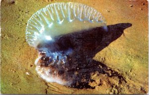 Postcard The Man-O-War or Jelly Fish as found on Padre Island and the Gulf Coast