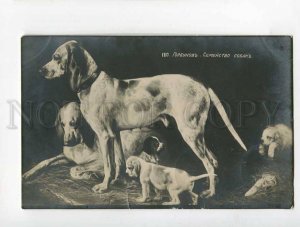 3054643 RUSSIA HUNT Family POINTER Dogs by GORBUNOV vintage PC